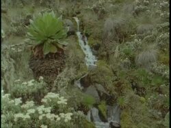 MS small waterfall running down picturesque Rwenzori Mountain side, Uganda, Africa Stock Footage