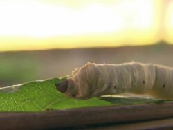 Close Up static - A silkworm quickly eats a leaf. / Malaysia Stock Footage
