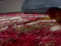 CU LA American Cockroach and vacuum cleaner Stock Footage