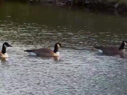 Canadian Geese swim quietly in beautiful blue lake at sunrise. Stock Footage