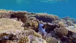 Blackspotted puffer on coral reef - Maldives Stock Footage