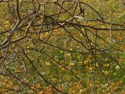 MS Shot of Field of Namaqualand daisies with thorn branch / Namaqualand, Northern Cape, South Africa Stock Footage