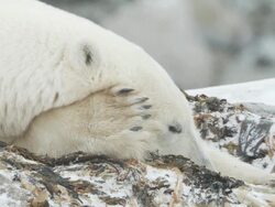  CU Polar bear sleeping in snow on shore of hudson bay / Churchill, Manitoba, Canada Stock Footage