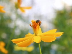 Bee Stock Footage
