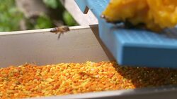 SLOW MOTION: Pollen tray Stock Footage