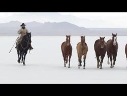 Slow motion of horses running. Stock Footage