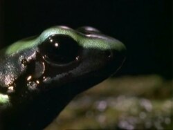 Poison Dart Frog, BCU frog portrait, facing right, jumps forward.  Panama. Stock Footage
