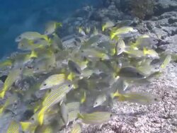 School of Bluelined Snappers (Lutjanus kasmira) swimming and separate, CU, La Paz, Sea of Cortez, Mexico Stock Footage