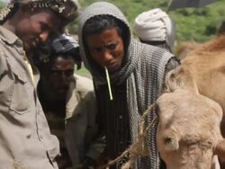 Ethiopian camel market general view Stock Footage