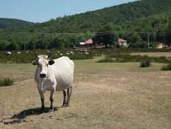 HD: Cows Stock Footage