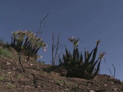 MS Shot of Trees regrowth after bushfires / Marbella, Andalusia, Spain Stock Footage