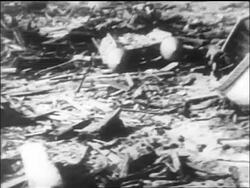B/W 1915 PAN wreckage of Lusitania disaster on shore of Ireland / newsreel Stock Footage