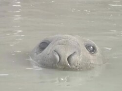 Southern Elephant Seal (Mirounga leonina), St Andrews, South Georgia, Antarctica, Southern Stock Footage