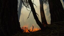Wild fire flames burn the forest floor. Stock Footage