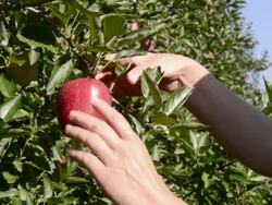 CU Shot of hads picking red apple from tree / Merano, Trentino, South Tyrol, Italy Stock Footage