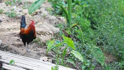 HD : Chick on the roof Stock Footage