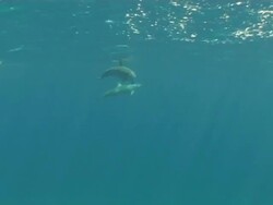 Long Nose Spinner Dolphins, Stenella longirostris, ascending, pan to snorkeler, Fernando de Noronha, Brazil Stock Footage