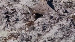 Fire Ants Coping With These Invasive Insects Instructional Video