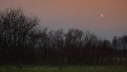 Moon over trees - time lapse Stock Footage