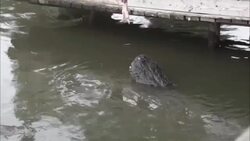 A crocodile snatches bait from a man who stands on a dock. Stock Footage