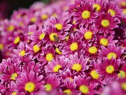 autumn flowering chrysanthemums Stock Footage