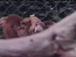 WILDLIFE PARK News Clip