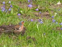 Chaffinch Stock Footage