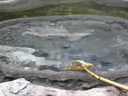 boiling eggs in hot spring Stock Footage