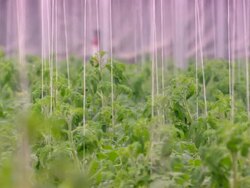 MS PAN Plants of tomatoes / Minneapolis, Minnesota, United States Stock Footage
