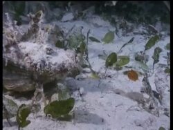 Indian Walkman, Sping Devilfish walking on sand, MS, Mabul Stock Footage