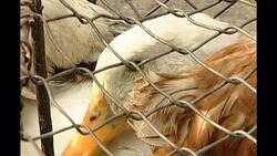 Live chicken and ducks on sale at market News Clip