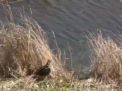 Snipe Hiding in the Grass Stock Footage