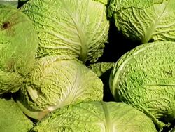 HD: Cabbage Stock Footage