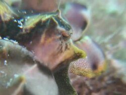 CU View of Flamboyant cuttlefish eyes / Mabul, Sabah, Malaysia   Stock Footage
