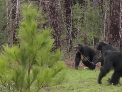 Chimpanzees at Chimp Haven refuge Stock Footage