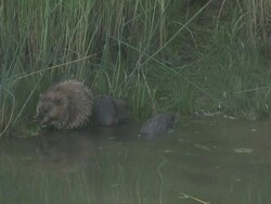 River rat 15 - HD 1080/60i Stock Footage