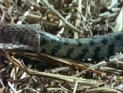 CU Grass Snake body sloughs skin, Snake moves off, leaving skin behind Stock Footage