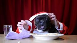 Christmas dog eating with hands Stock Footage
