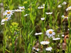 MS Shot of flowery meadow with marguerite, Chrysanthemum / Losheim, Saarland, Germany Stock Footage