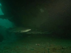 MS Shot of Ragged tooth sharks swimming and drifting below reef ledge / Aliwal Shoal, Kwa Zulu Natal, South Africa Stock Footage