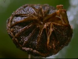 High Speed - BCU Mesembryanthemum Seed head opening, South Africa Stock Footage