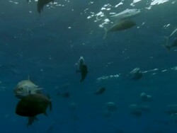 MS SLO MO Fish swimming in pair / Guanacaste, Costa Rica Stock Footage