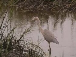 blue heron Stock Footage