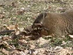 Marmot collecting leaves Stock Footage
