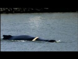 Scientists will try again to lure two humpback whales out of a California shipping port and back to the Pacific Ocean. Earlier attempts to use underwater sound recordings failed. News Clip