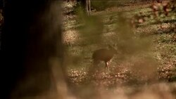Deer with large antler rack walks through a forest of trees. Stock Footage