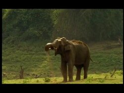 Elephant (Elephas maximus) mud-bathing, Nagarahole, Southern India Stock Footage