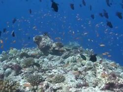 Track forward schools of Redtooth Triggerfish (Odonus niger), Scalefin Anthias and Bluestreak Cleaner wrasses (Labroides dimidiatus) to Black-saddle Coral Grouper, Baa Atoll, The Maldives Stock Footage
