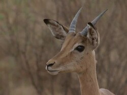 CU SLO MO Shot of gazelle chewing / Pilansberg, North west, South Africa Stock Footage