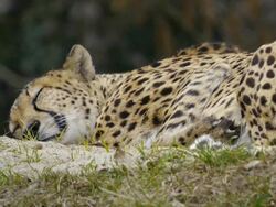 Cheetah Stock Footage
